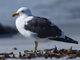 dominican gull